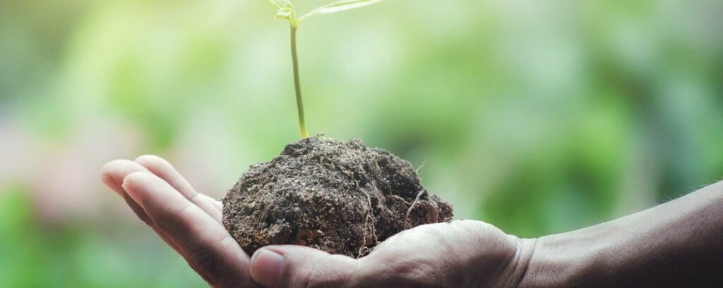 Sappling in soil on hand