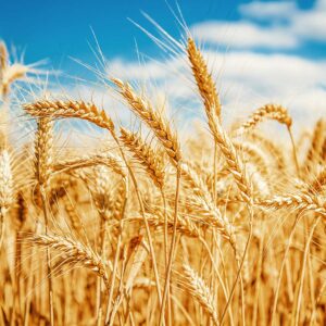 Golden ears of ripened wheat corn in a field with blue sky with scattered clowds on a bright summary day